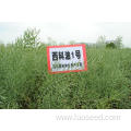 Rapeseed Natural Best Price Wholesale